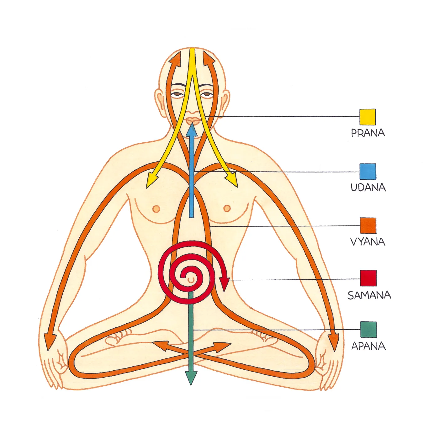 Hand illustrated diagram of the five prana vayus: prana, udana, vyana, samana and apana